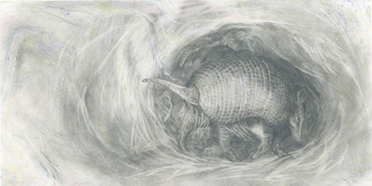 Dibujo de un armadillo para Animalario