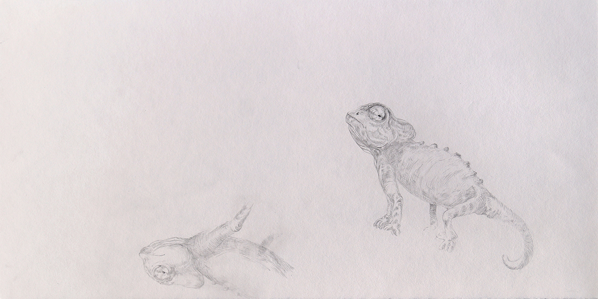 Dibujo de un camaleón para Animalario