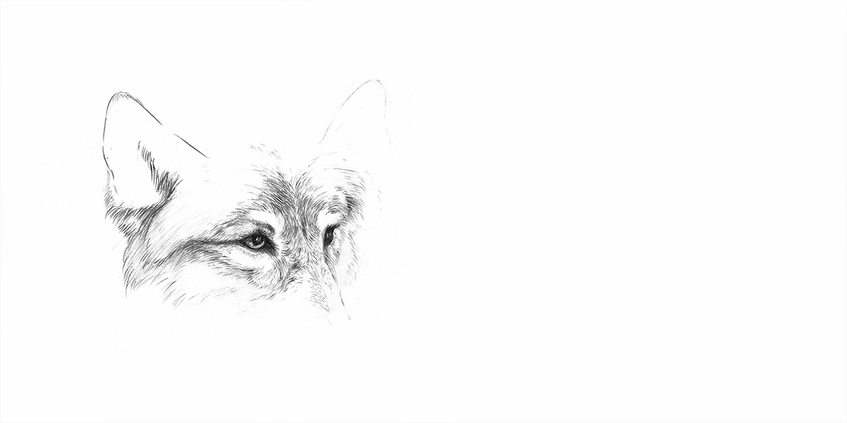 Dibujo de un lobo para Animalario