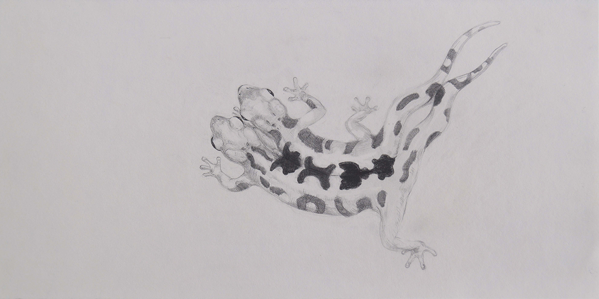Dibujo de una salamandra para Animalario